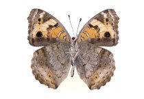 JUNONIA HIERTA